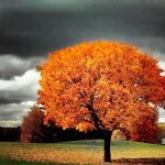 نمونه کار حسین عربی