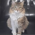 گربه های ایرانی