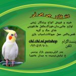 نمونه کار سمیرابابائی