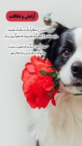 نمونه کار ادمین مریم یارمحمدی