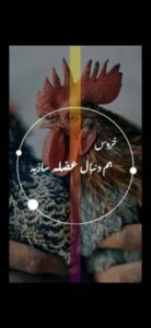 نمونه کار ادمین فاطمه اردمه
