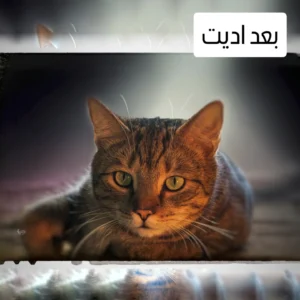 نمونه کار ادمین مریم حمیدی