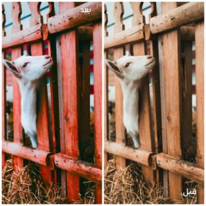 نمونه کار ادمین شیما ساجدی نیا